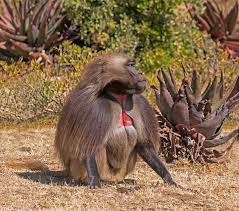 Monkey with long hair on head. Gelada Wikipedia