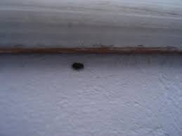 Petite Bete Noire Dans Une Chambre