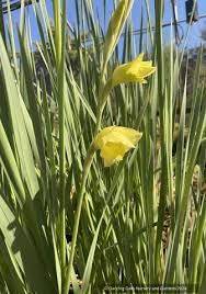 Image result for Gladiolus dalenii