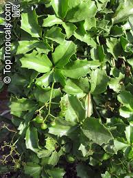 Image result for Cyphostemma congestum