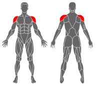 Although the majority of the muscle mass is located anteriorly. What Muscles Do And How To Train Them