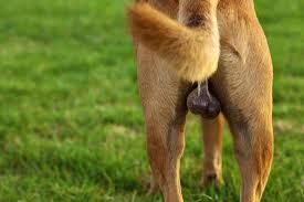 Around half of all cases occur in men aged under symptoms. Why Does My Dog Have Swollen Testicles