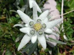 Flowers Around The World The National Flower Every Country S Edelweiss Flower Flower Seeds Flowers Perennials