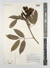 Image result for Baikiaea