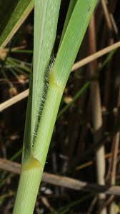 Image result for Cenchrus macrourus