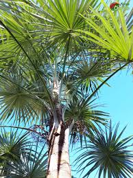 Image result for Coccothrinax argentea