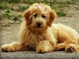 If you are looking for a great family pet, then a goldendoodle is the perfect choice. Can Goldendoodle Puppies Be Left Alone How Soon How Long