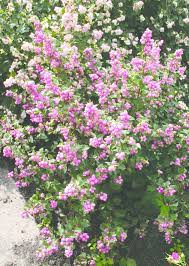 Candy Coralberry Plants Shrubs Perfect Plants