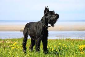 Giant Schnauzer Dog Breed Information