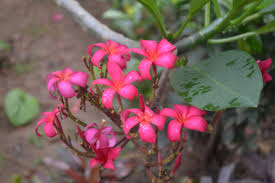 Tebu biasa tumbuh di lingkungan panas dengan suhu tinggi bunga anggrek juga termasuk kategori tumbuhan monokotil. Tanaman Hias Peneduh Berbunga Indah Plumeria Alias Bunga Kamboja Yang Rajin Berbunga Planter And Forester