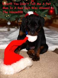 Looking for a puppy or dog in austin, texas ? Austin Rottweilers Home Facebook