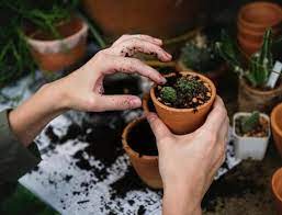 List of culinary herbs to grow leafy green herbs like basil, sage, thyme, rosemary, oregano, mint, and chives are all lovely balcony garden herbs. 12 Best Plants To Grow On Your Apartment Balcony Apartmentsearch