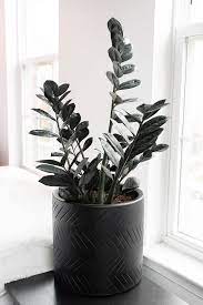 Zz plant description and characteristics: How To Care For The Stunning Raven Zz Plant How To Propagate It