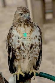 Image result for Rosenia