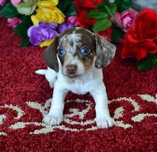 Black And Tan Puggle Puppies For Sale Mini Dachshund Puppies For Sale Black Tan Doxie Breeder Short Hair Pups Dachshund Puppies Doxie Puppies Puppies