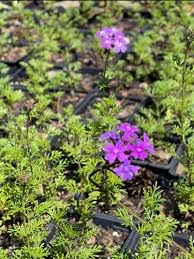 Image result for Verbena × teasii