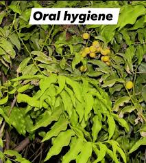 Image result for Ampelocissus multistriata