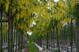 Image result for Laburnum