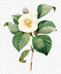 White Japanese Camellia Flower Sticker Design Element Free Image By Rawpixel Com Gade In 2020 Free Watercolor Flowers Flower Painting Watercolor Flowers