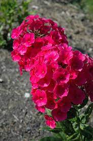Grenadine Dream Garden Phlox Features Bold Fragrant Conical Ruby Red Star Shaped Flowers At The Ends Of The Stems From E Dream Garden Cool Plants Garden Styles