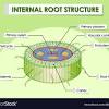 The structure, functions, and parts of the plant cell wall model are explained in detail with a labelled diagram. 1