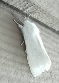Check spelling or type a new query. Moths Vs Butterflies What S The Difference Proactive Pest Management