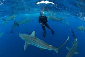 Check spelling or type a new query. Top 10 Universities To Study Sharks Shark Research Unit Blue Wilderness