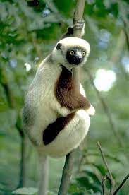 Sifaka Lemur Lemur Rare Animals Most Beautiful Animals