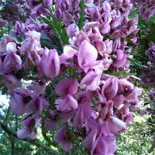 Image result for Virgilia