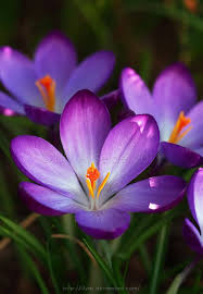 First Spring Blossom By Lilyas On Deviantart Purple Flowers Amazing Flowers Flower Photos