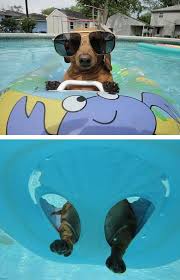 Chilling In The Pool Dachshunde Hunde Lustige Tierfotos