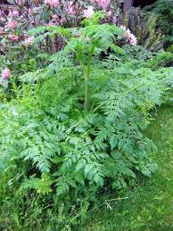 Magical, meaningful items you can't find anywhere else. Poison Hemlock Identification And Control Conium Maculatum King County