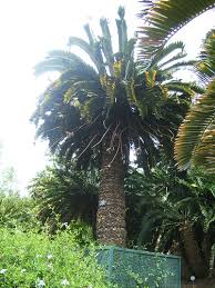 Image result for Encephalartos ngoyanus