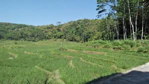 Kesan kemarau boleh menyebabkan pengeluaran padi terjejas jika tidak diambil tindakan sesuai. Keunggulan Tanam Bibit Muda Padi Sawah Untuk Meningkatkan Jumlah Anak Produktif
