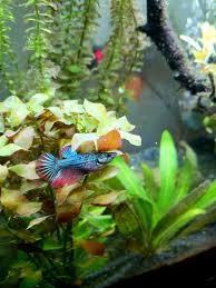 Betta Fish She S Sleeping She S Sleeping Https Www Flakefood Com 4535 Betta Fish F0 9f A4 Ab Shes Sleeping Betta Fish Fish Betta Fish Tank