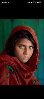 Adorable baby belted galloway cattle with panda-like features