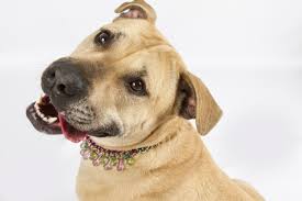 Adopt Last Hope Animal Rescue