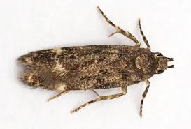 Image result for Scrobipalpula diffluella