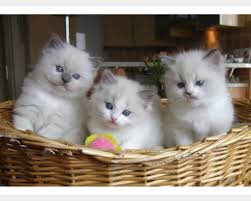 Gatti in regalo, annunci di gatti gratis. Pin Su Annunci Animali