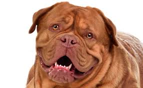 The dogue de bordeaux society of america's rescue index can help you find a dog that may be the perfect companion for your family. Shop Dogue De Bordeaux Collection For Dry Noses Paws Elbow Calluses