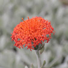 Image result for Kleinia fulgens