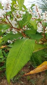 Image result for Polystachya leonardiana