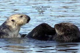 Image result for Enydra