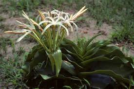 Image result for Crinum buphanoides