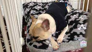 Crate training is very important for dogs. Best Brain Games And Enrichment Activities For Dogs On Crate Rest Plus Free Schedule