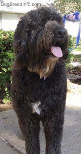 Black And White St Bernard Dog Front View A Thick Wavy Coated Black With White Saint Berdoodle Dog Is Standing On A Concrete Walkway And It I St Berdoodle Hybrid Dogs Poodle Cross Breeds