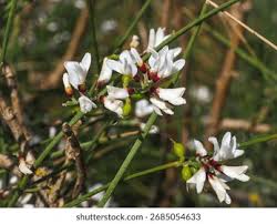 Image result for Retama monosperma