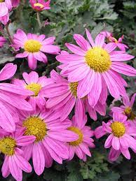 Daisy Mums Flower Video Best Flower Wallpaper