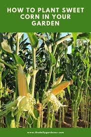 The average germination rate for sweet corn is about 75 percent, so plant three seeds together every 7 to 15 inches. How To Plant Sweet Corn In Your Garden