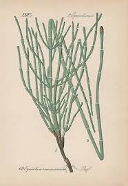 Image result for Equisetum ramosissimum
